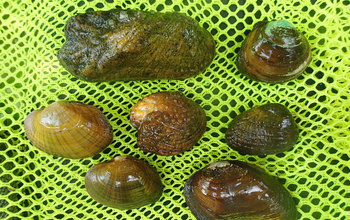 Carla Atkinson studies the evolutionary ecology of freshwater mussels.